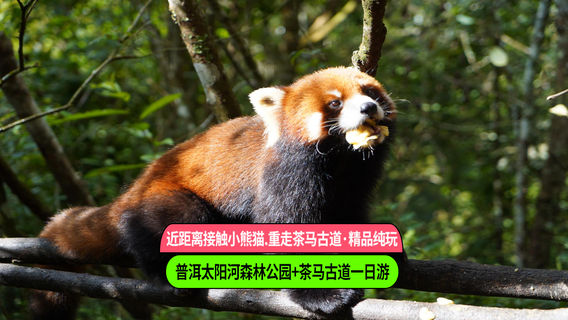普洱日遊