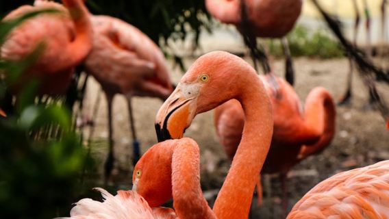 Flamingo Gardens: Skip The Line Ticket