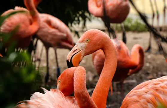 火烈鳥公園：免排隊門票