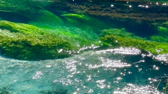 Tour di un giorno in gruppo da Auckland: Blue Spring + Parco Geotermico + Cascate Huka + Lago Taupo [Tour in inglese]