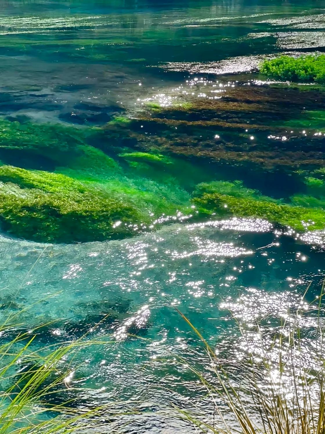 Однодневный тур из Окленда с посещением Голубого источника, геотермального парка, водопадов Хука и озера Таупо (англоязычная группа)