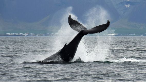 Whale Watching: Tour from Reykjavik