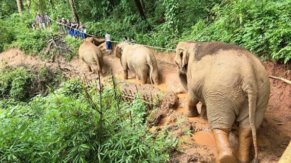 Chiang Mai