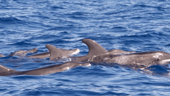 란사로테: 바다 사파리 체험