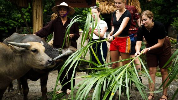Ninh Binh: tur grup menunggang kerbau dan menanam padi
