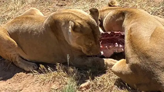 เคปทาวน์: ชิมไวน์และสัตว์ป่าในเขตอนุรักษ์พันธุ์สัตว์ป่าอากีลา