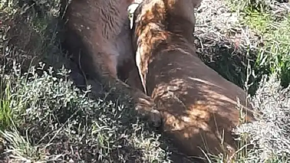 เคปทาวน์: ชิมไวน์และสัตว์ป่าในเขตอนุรักษ์พันธุ์สัตว์ป่าอากีลา