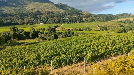 Private Cape Town Wine Tasting: Full-Day Vineyards & Views