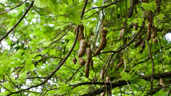 Quepos: tour in barca tra le autentiche mangrovie locali dell'isola di Damas