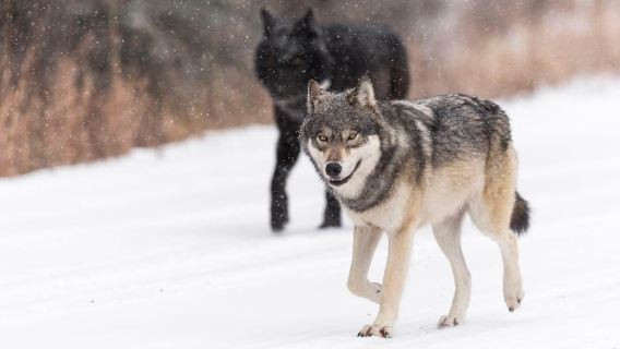 Canmore: Explore Winter Wildlife Tracks - 2hr Nature Walk