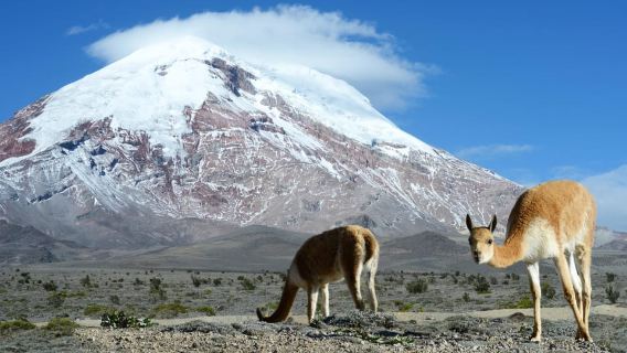 Baños에서 : 점심 식사와 함께 Chimborazo 화산 당일 여행