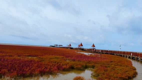 盤錦紅海灘一日遊