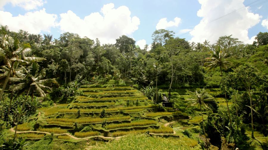烏布特色獨立包團：聖猴森林、梯田與聖泉寺（半日／全日）