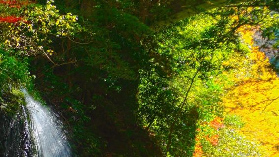 tour ghép 1 ngày Suối nguồn Shirakawa & Hẻm núi Takachiho