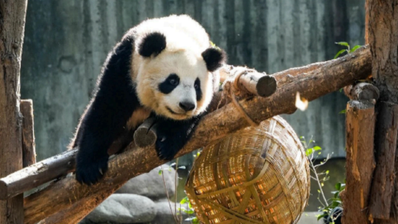 Chengdu Half-Day Tour: Chengdu Research Base of Giant Panda Nutritionist Experience Course