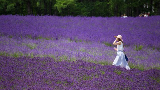 [Garantierter Abflug] Tagesausflug von Sapporo nach Biei mit Besuch des blauen Teichs, der Shirahige-Wasserfälle und der Ningle-Terrasse