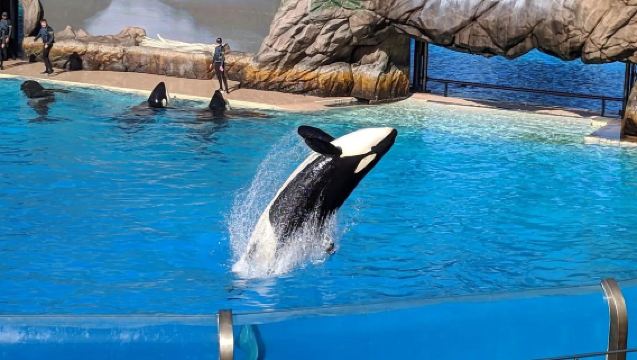 美國洛杉磯來回：聖地牙哥海洋世界+中途島號｜親子遊｜中文包車