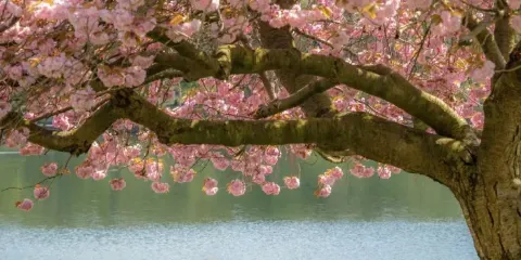 謝菲爾德冬季花園+查茨沃斯莊園一日遊|多地出發|不含票