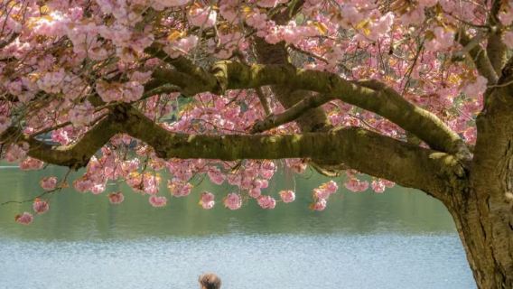 謝菲爾德冬季花園+查茨沃斯莊園一日遊|多地出發|不含票