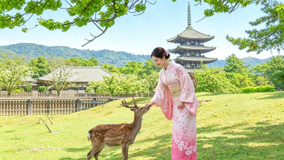 Päiväretki Kiotoon, Naraan ja Ujiin: Fushimi Inari Taisha, Naran puisto ja Byōdō-in Ujissa