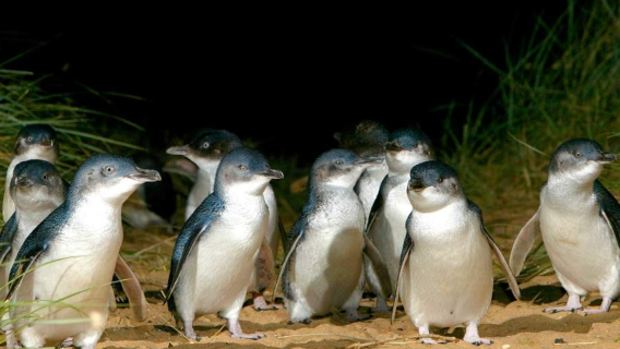 Penguin Parade + Rumah Pelangi + Taman Konservasi Satwa Liar Moonlit Sanctuary + Antar Jemput + Tur Bahasa Inggris