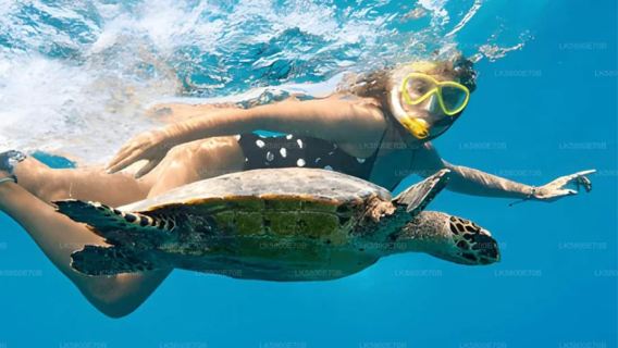From Colombo: Shuttle To Surfing and Turtle Snorkeling