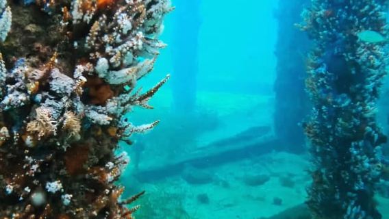 Busselton: Jetty Snorkeling Tour with Underwater Sculptures