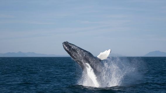 Whale Watching: Elding's Wildlife Exhibition Entry + Tour from Reykjavik
