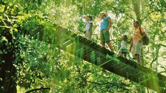 Lamington National Park, O'Reilly's & Vineyard: Day Trip from Gold Coast