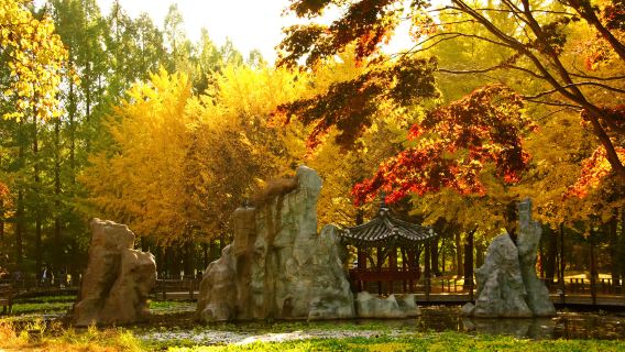 Pulau Nami, Petite France, The Garden of Morning Calm, dan lawatan sehari Basikal Gangchon dari Seoul, Korea Selatan