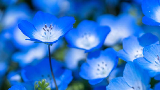 国営ひたち海浜公園ネモフィラ絶景＆あしかがフラワーパークイルミネーション大藤棚夜景日帰りツアー