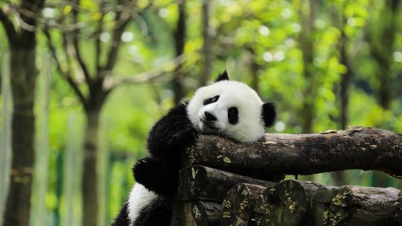 ทัวร์ส่วนตัว 1 วัน พิพิธภัณฑ์เฉิงตู + สวนสัตว์เฉิงตู + ถนนคนเดินชุนซี