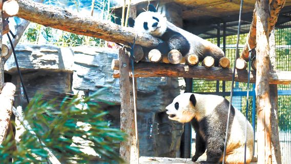 Beijing Panda House + Mutianyu Great Wall Private 1 Day Tour(Including Round-trip Shuttle Bus)