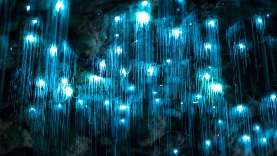 Tamborine Mountain: Hop-on Hop-off Bus Tour + Glow Worm Caves