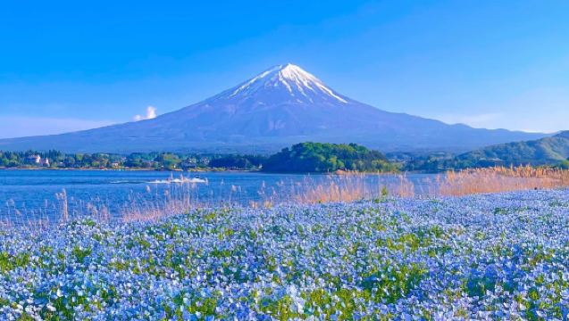 [Seasonal Sakura Viewing]Mount Fuji Day Trip from Tokyo: Instagram-Famous Spot Hopping | Arakurayama Sengen Park&Hikawa Clock Shop&Oshino Hakkai&Kawaguchiko Lawson&Lake Kawaguchi Oishi Park