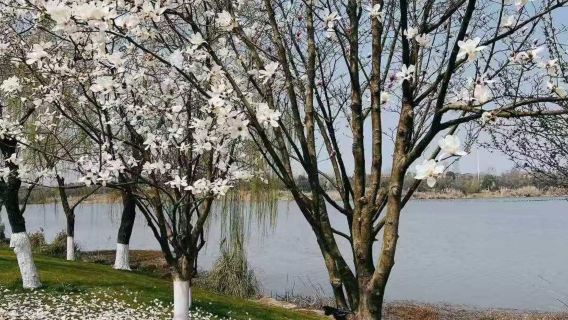 Tour in bici del Lago Orientale a Wuhan: percorso ciclabile di livello mondiale con aria pulita e luce naturale