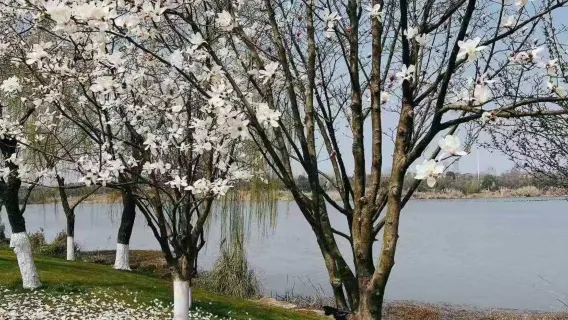 Велосипедный тур по Восточному озеру в Ухане: велопрогулка по мировому уровню по зеленой дорожке с легким кислородом