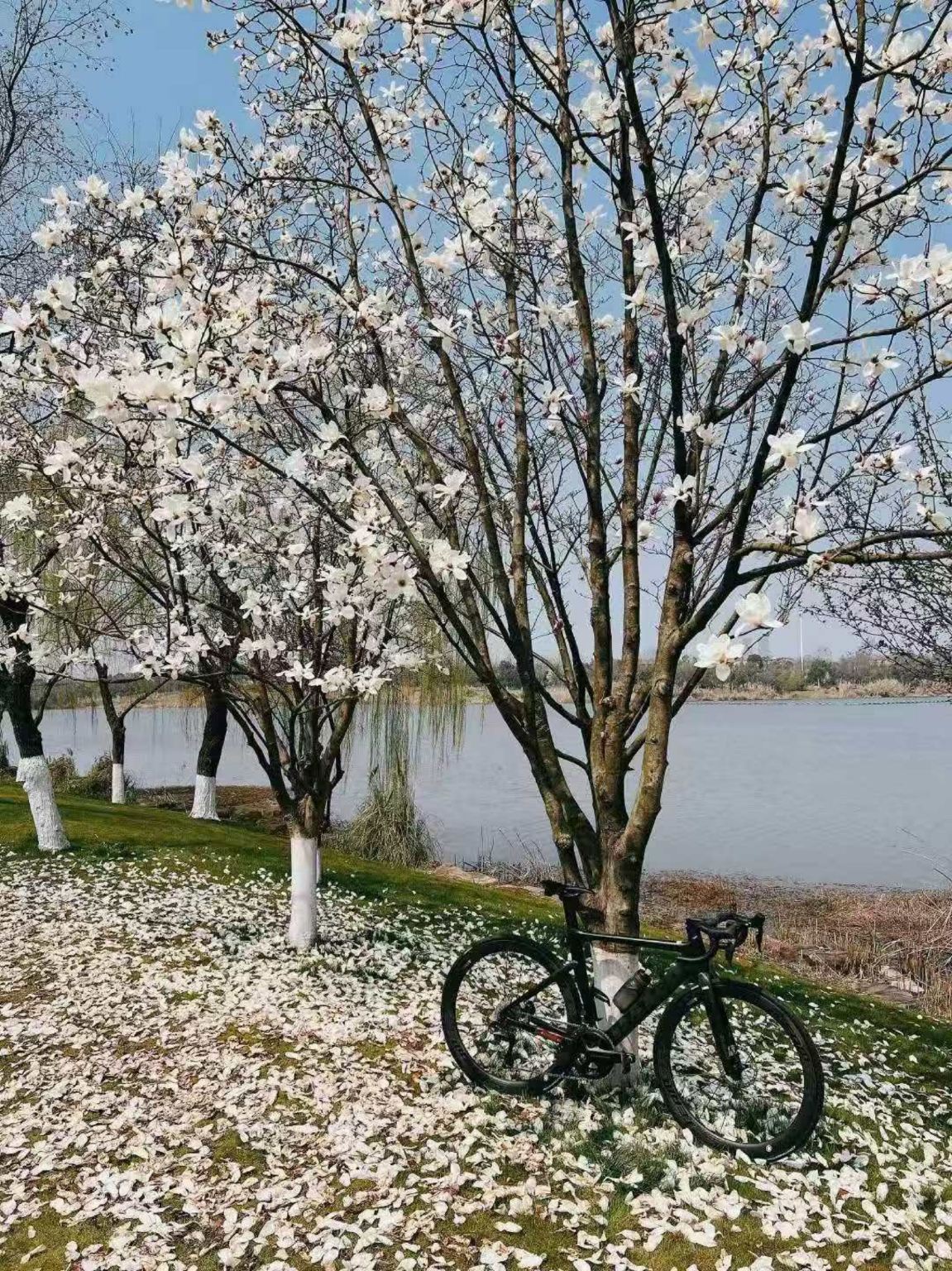 Tour en bicicleta por el lago East en Wuhan: ruta verde de clase mundial para pedalear en un entorno lleno de luz y oxígeno