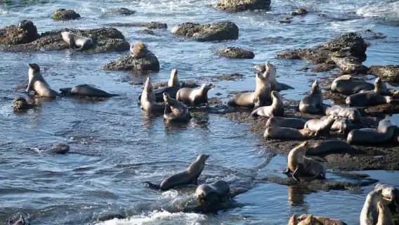 From Christchurch: Kaikōura Day Tour With Whale Watching