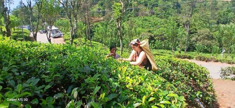 ELLA Lipton Seat Tea Test & Pluck 9Arch, Thác nước & Bữa trưa