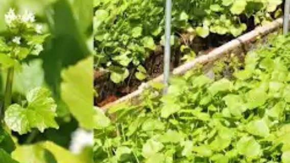 159 일본 인기 맛집 교토 전통 카이세키 요리 레스토랑 기온 쿠라시타