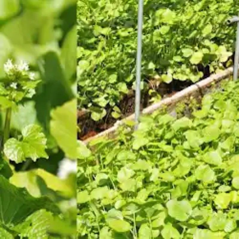 159 popular Japanese influencer-favorite traditional kaiseki restaurant in Kyoto, Gion Kuranoshita