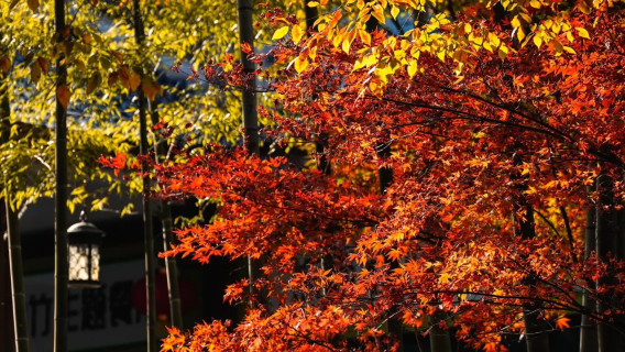地軌穿梭竹間，南山竹海一日尋幽 （50人團建組合）