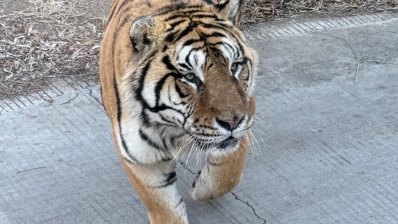 1-day private tour to Siberia Tiger Park + Harbin Ice and Snow World (including door-to-door pickup + guide)