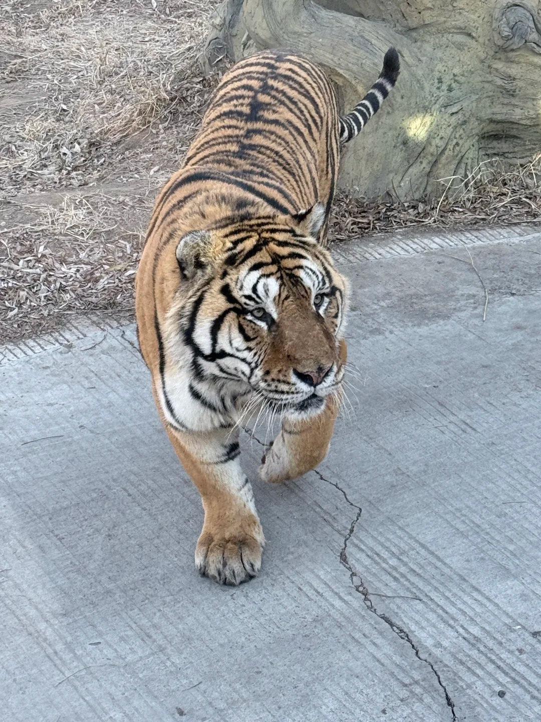 1-day private tour to Siberia Tiger Park + Harbin Ice and Snow World (including door-to-door pickup + guide)