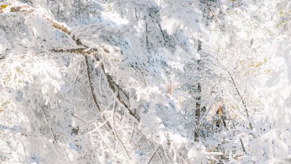 成都包車直達|西嶺雪山&映雪廣場+日月坪+陰陽界