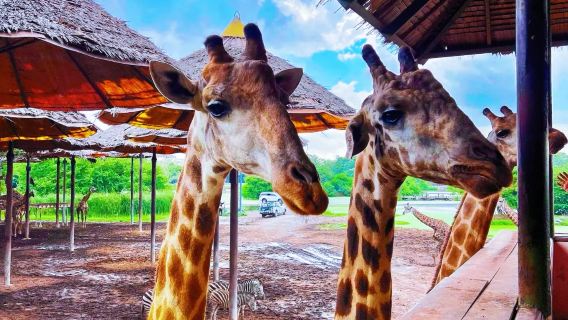 Special offer - 1-day tour to Safari World Bangkok|Pick-up & drop-off at the hotel|Ticket included|Private car garden tour
