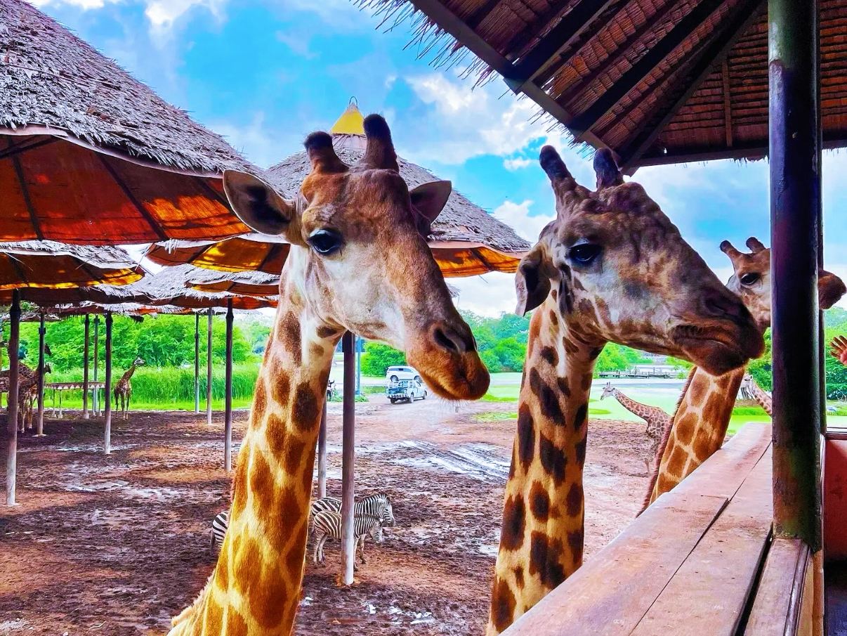 Special offer - 1-day tour to Safari World Bangkok|Pick-up & drop-off at the hotel|Ticket included|Private car garden tour