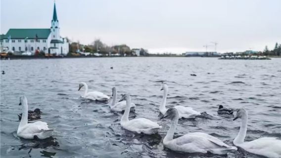 冰島雷克雅未克飛躍冰島+哈爾格林姆教堂+城市地標一日遊