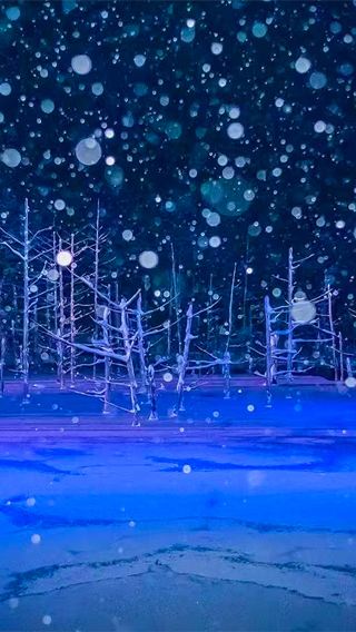 北海道イルミネーションツアー＆四季彩＆クリスマスツリー＆妖精のテラス＆滝白金青い池/中国語ガイド付き